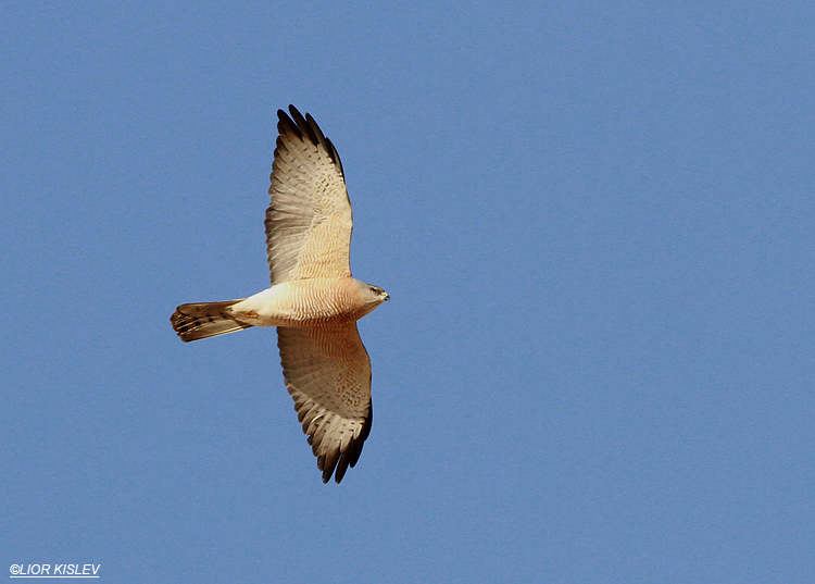 Levant Sparrowhawk  /  Accipiter brevipes   Neot Smadar 26-04-13.©Lior Kislev